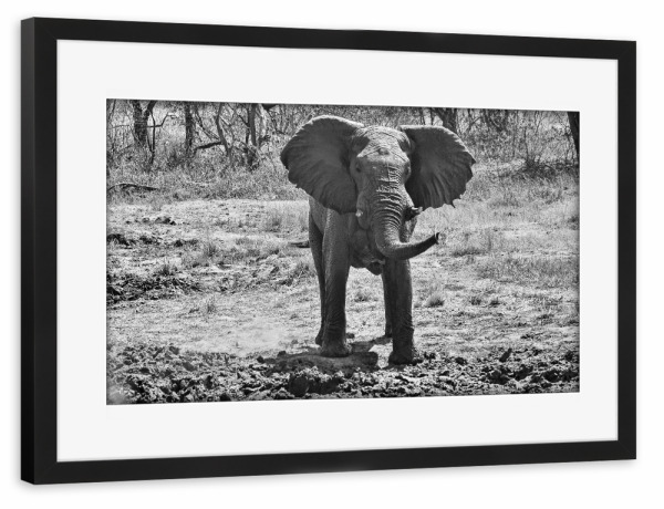Poster mit Rahmen schwarz "Elefant Zimba" artboxONE - Tiere,Schwarzweiß,Reise / Afrika - Elefant,Zimbabwe,Dickhäuter,Elfenbein