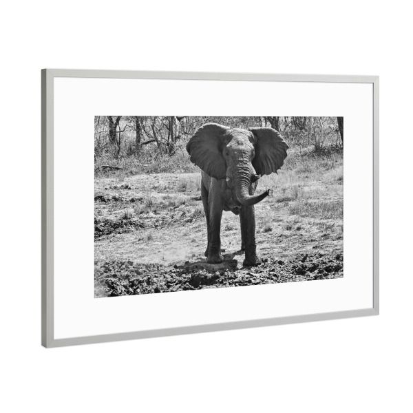 Poster mit Rahmen Silber "Elefant Zimba" artboxONE - Tiere,Schwarzweiß,Reise / Afrika - Elefant,Zimbabwe,Dickhäuter,Elfenbein