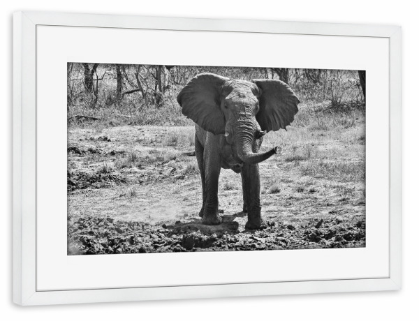 Poster mit Rahmen weiß "Elefant Zimba" artboxONE - Tiere,Schwarzweiß,Reise / Afrika - Elefant,Zimbabwe,Dickhäuter,Elfenbein