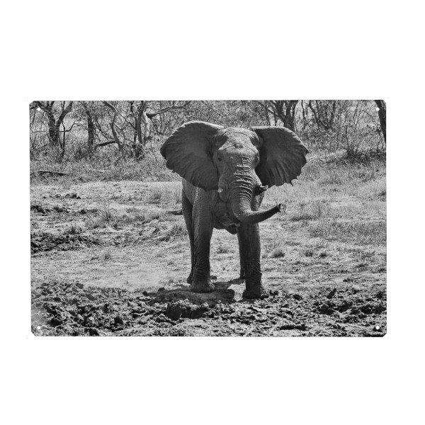 Holzbild "Elefant Zimba" artboxONE - Tiere,Schwarzweiß,Reise / Afrika - Elefant,Zimbabwe,Dickhäuter,Elfenbein