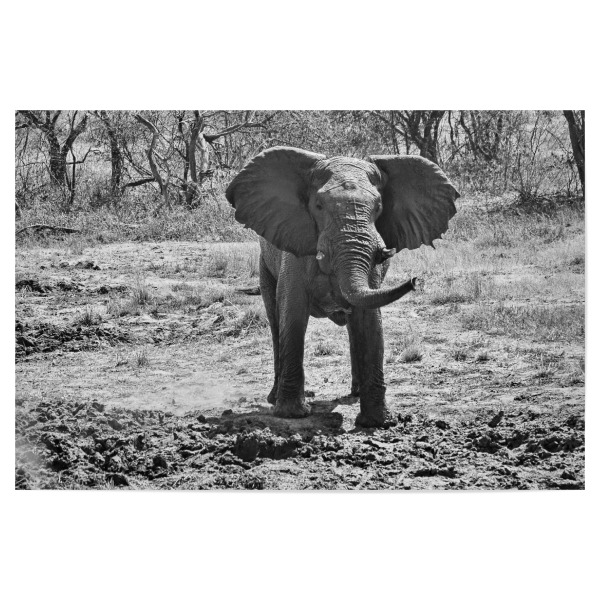 Poster 30x20 cm "Elefant Zimba" artboxONE - Tiere,Schwarzweiß,Reise / Afrika - Elefant,Zimbabwe,Dickhäuter,Elfenbein