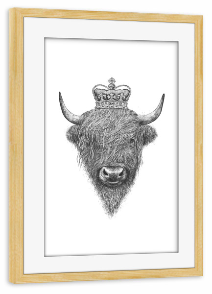 Poster mit Rahmen kiefer "The King Highland Bull" artboxONE - Tiere,Schwarzweiß - Highland cow,Highland cattle,Royal,King,Bull