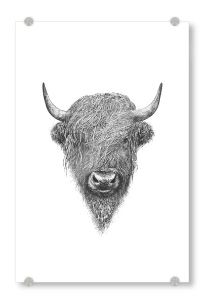 Acrylglasbild "The Highland Bull" artboxONE - Tiere,Schwarzweiß - Highland cow,Highland cattle,Bull,Scotland bull,Black and white