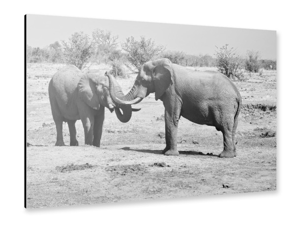 Alu-Dibond "Elefanten in Zimbabwe" 30x20 cm artboxONE