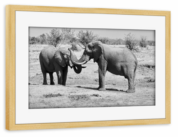 Poster mit Rahmen kiefer "Elefanten in Zimbabwe" artboxONE - Tiere,Schwarzweiß,Reise / Afrika - Elefant,Zimbabwe,Dickhäuter,Elfenbein