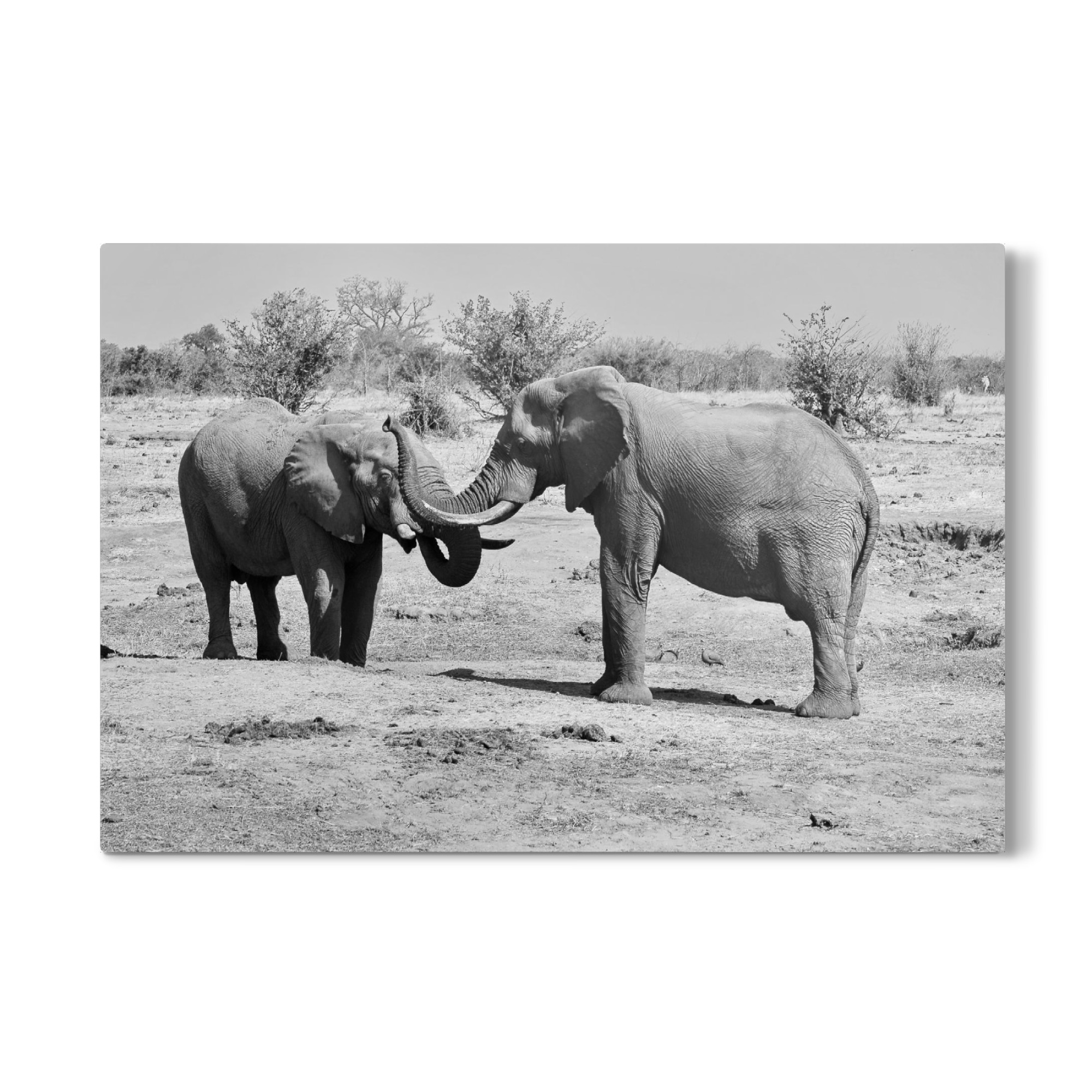 Galerie-Print "Elefanten in Zimbabwe" 30x20 cm artboxONE