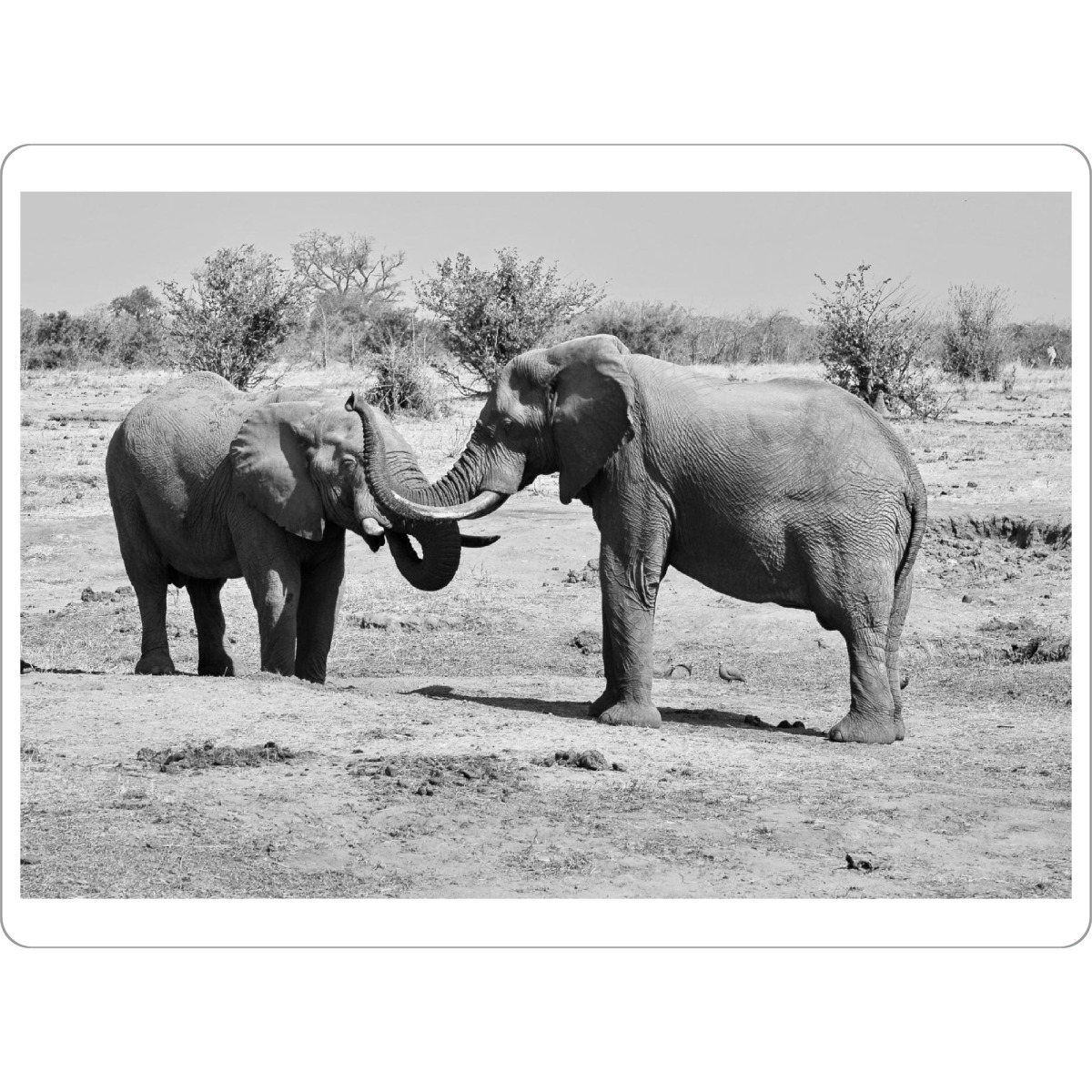 Tischset "Elefanten in Zimbabwe" artboxONE - Tiere,Schwarzweiß,Reise / Afrika - Elefant,Zimbabwe,Dickhäuter,Elfenbein - Bild elefant