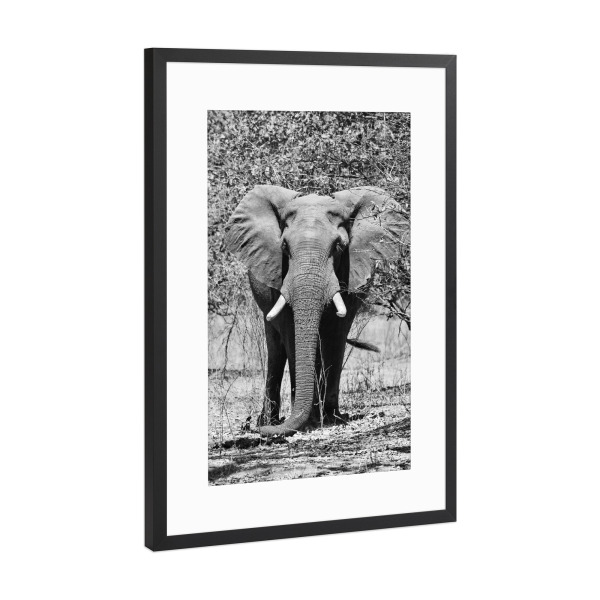 Poster mit Rahmen Schwarz (Metallic) "Elefanten Bulle in der Natur" artboxONE - Tiere,Schwarzweiß,Reise / Afrika