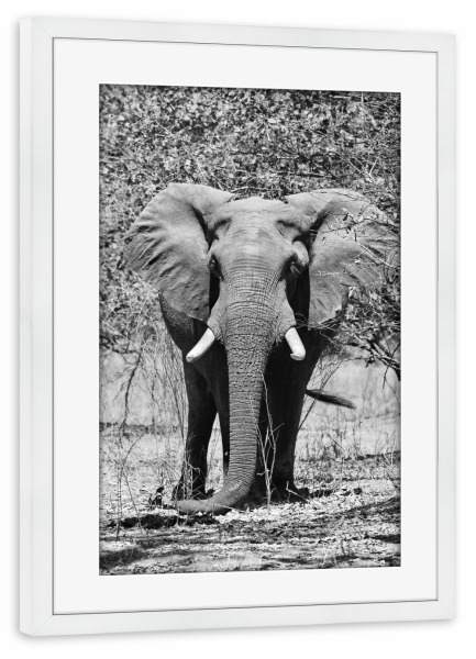Poster mit Rahmen weiß "Elefanten Bulle in der Natur" artboxONE - Tiere,Schwarzweiß,Reise / Afrika - Elefanten bulle,Zimbabwe,Dickhäuter,Stoßzahn