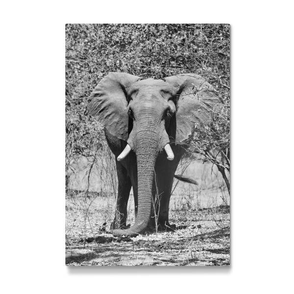 Galerie-Print "Elefanten Bulle in der Natur" 30x20 cm artboxONE
