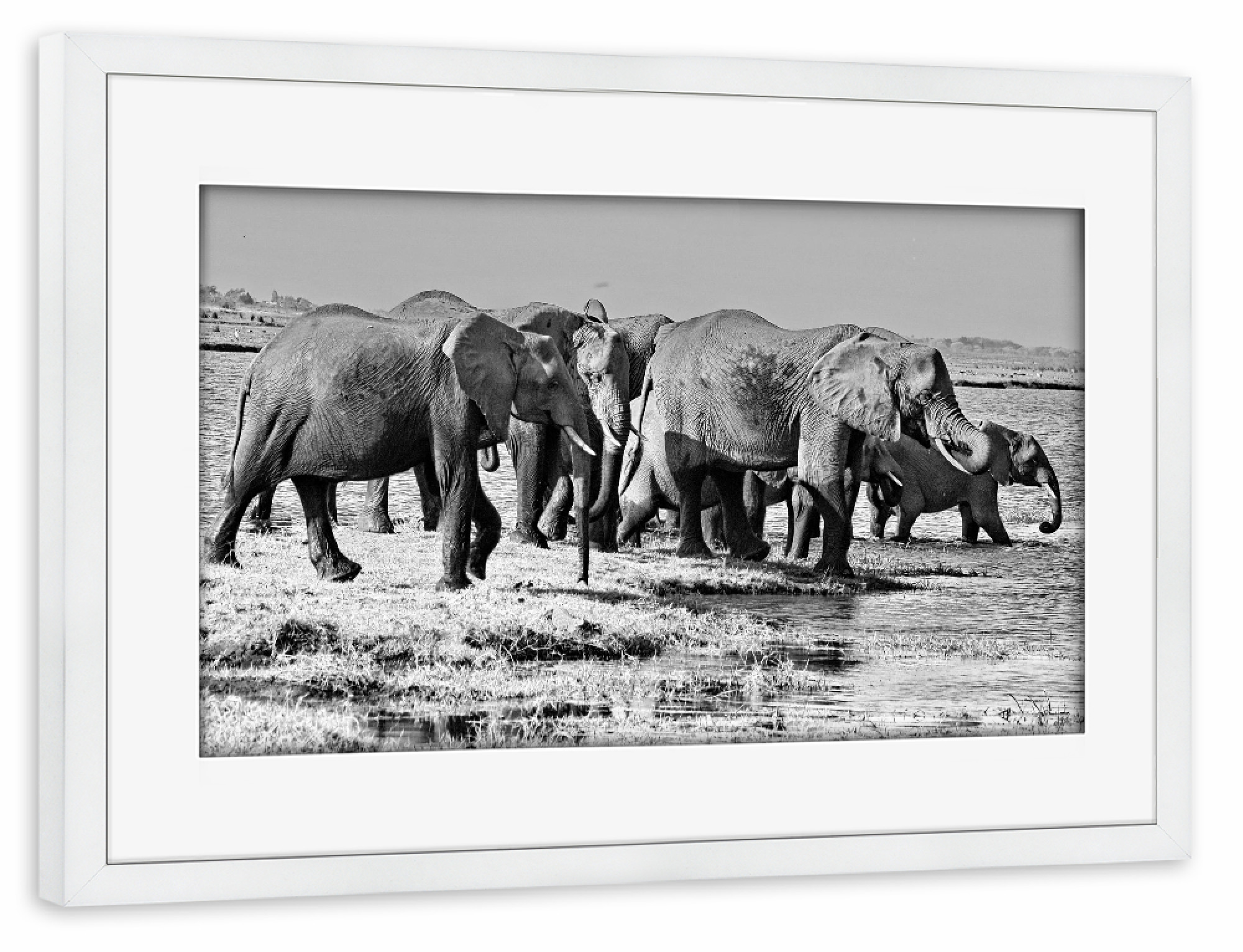 Poster mit Rahmen weiß "Elefanten Herde am Fluss" artboxONE - Tiere,Schwarzweiß,Reise / Afrika - Elefanten,Herde,Dickhäuter,Elfenbein