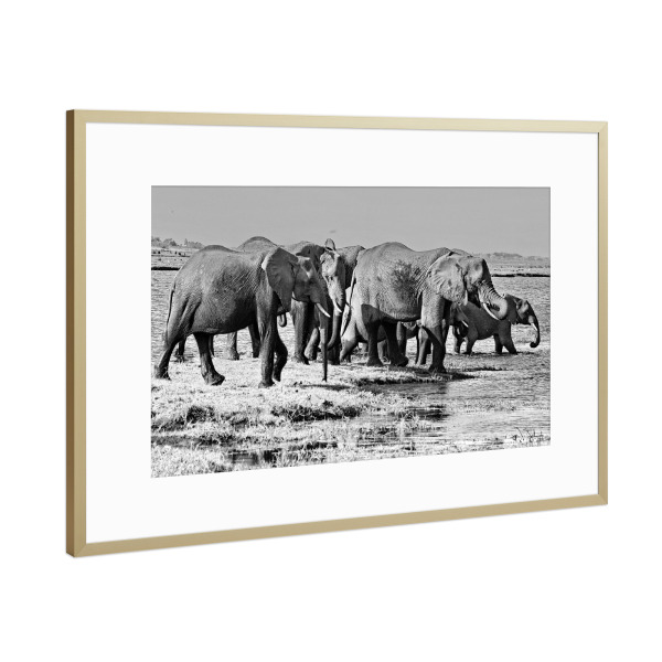 Poster mit Rahmen Gold "Elefanten Herde am Fluss" artboxONE - Tiere,Schwarzweiß,Reise / Afrika - Elefanten,Herde,Dickhäuter,Elfenbein