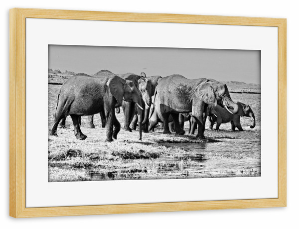 Poster mit Rahmen kiefer "Elefanten Herde am Fluss" artboxONE - Tiere,Schwarzweiß,Reise / Afrika - Elefanten,Herde,Dickhäuter,Elfenbein