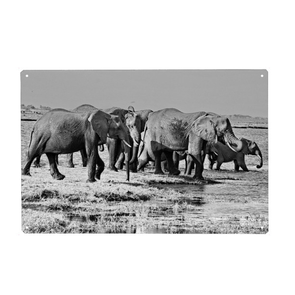 Holzbild "Elefanten Herde am Fluss" artboxONE - Tiere,Schwarzweiß,Reise / Afrika - Elefanten,Herde,Dickhäuter,Elfenbein