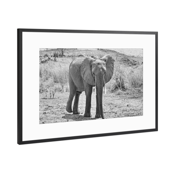 Poster mit Rahmen Schwarz (Metallic) "Elefant Männchen Zimbabwe" artboxONE - Tiere,Schwarzweiß,Reise / Afrika - Elefant,Dickhäuter,Zimbabwe,Elfenbein