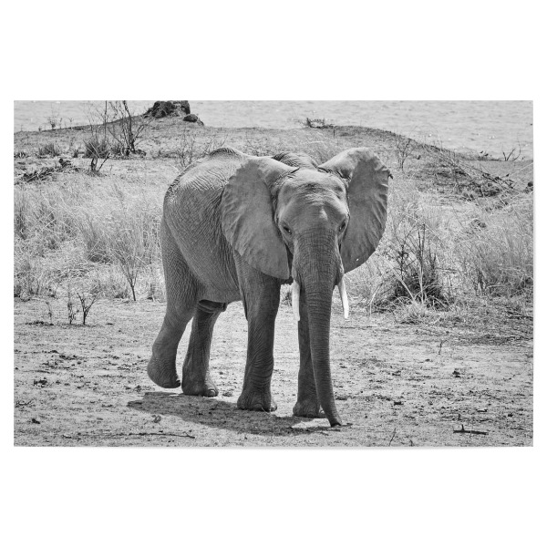 Poster "Elefant Männchen Zimbabwe" artboxONE - Tiere,Schwarzweiß,Reise / Afrika - Elefant,Dickhäuter,Zimbabwe,Elfenbein