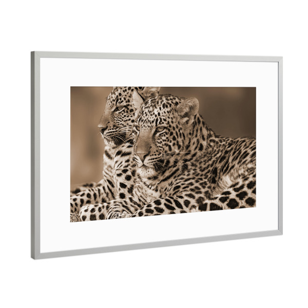 Poster mit Rahmen Silber "Zwei Leoparden sepia digital-art" artboxONE - Tiere,Reise / Afrika - Leopard,Afrika,Animal,Pattern