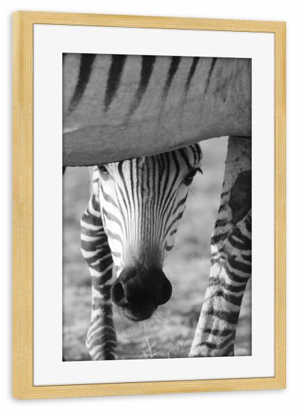Poster mit Rahmen kiefer "Zebra Baby mit Mutter" artboxONE - Tiere,Schwarzweiß,Reise / Afrika - Zebra,Zebra baby,Afrika