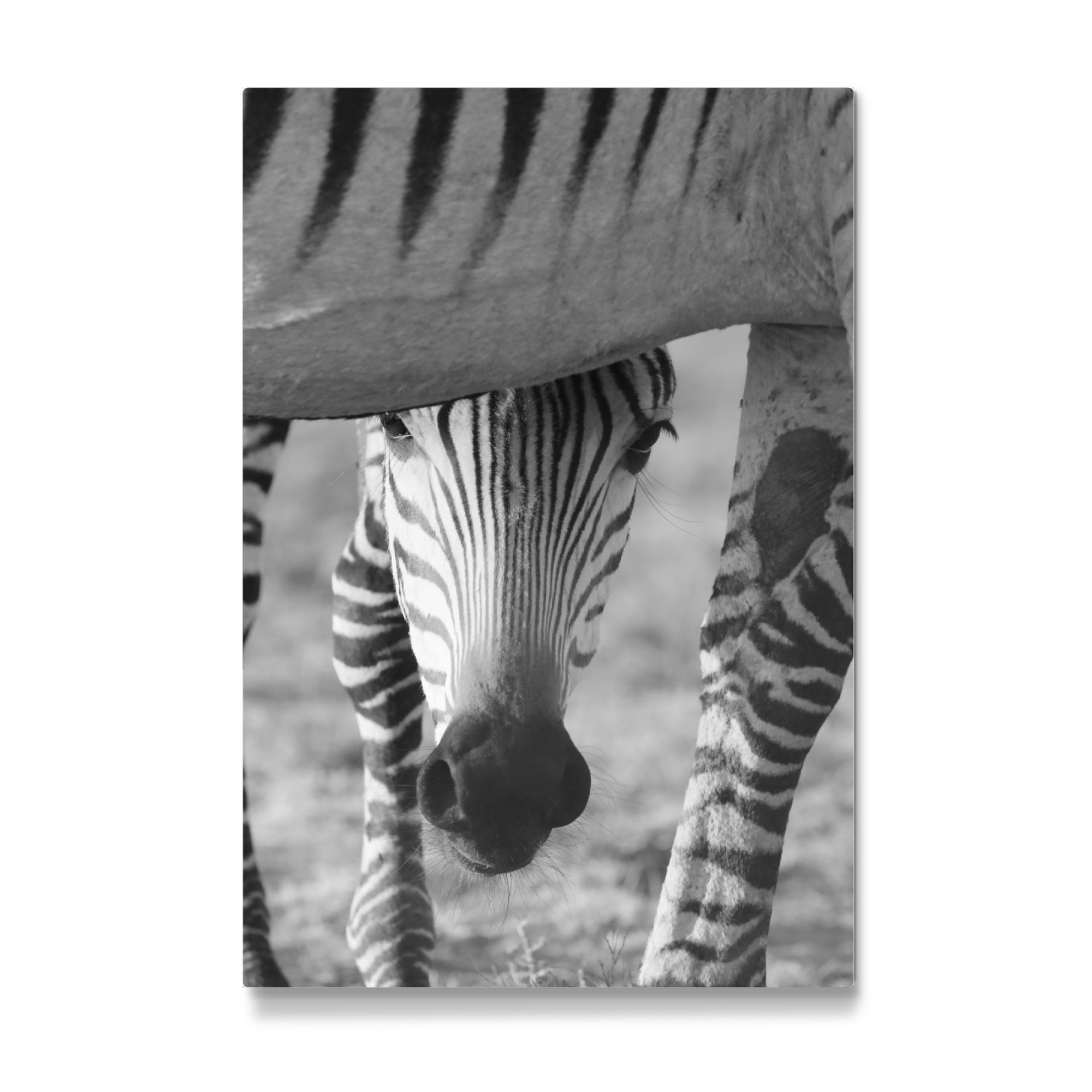 Galerie-Print "Zebra Baby mit Mutter" 75x50 cm artboxONE