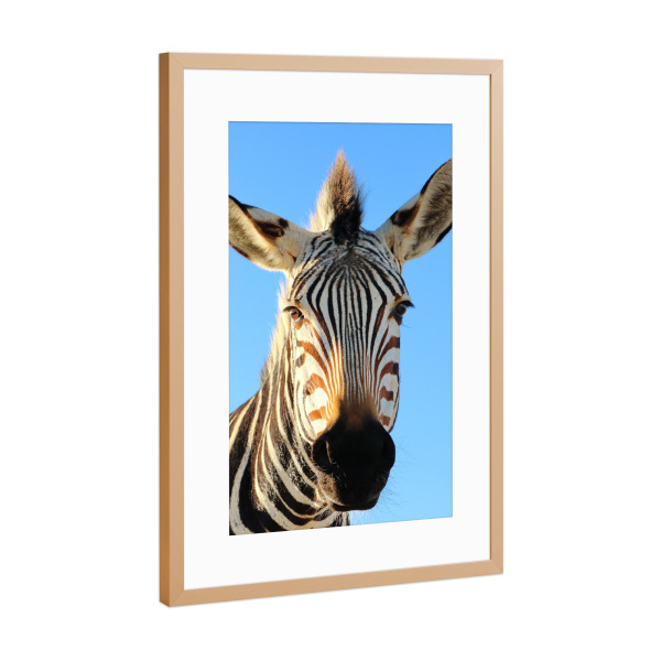 Poster mit Rahmen Kupfer "Lustiges Zebra" artboxONE - Für Kinder,Tiere,Reise / Afrika,Lustig - Lustig,Zebra,Afrika,Streifen