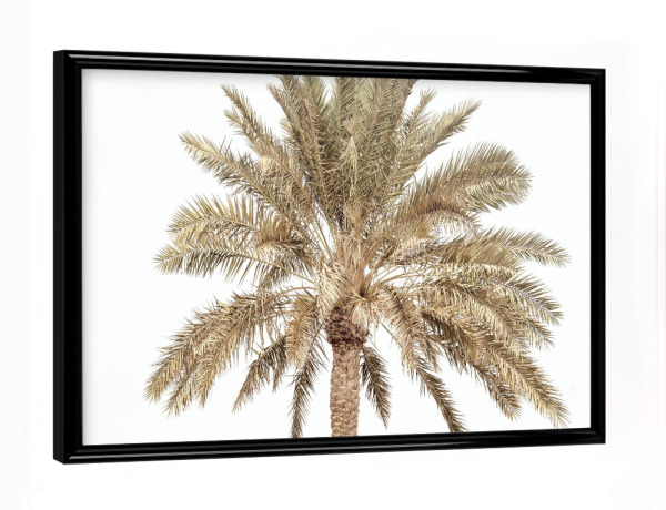 Poster mit schwarzem Rahmen "PLMYRA LOOK" artboxONE - Natur,Reise,Floral - Palm,Tree,Leave