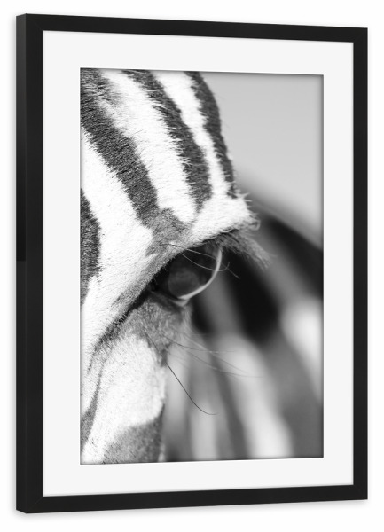 Poster mit Rahmen schwarz "Berg Zebra schaut Dich an" artboxONE - Tiere,Schwarzweiß,Reise / Afrika - Zebra,Auge,Afrika
