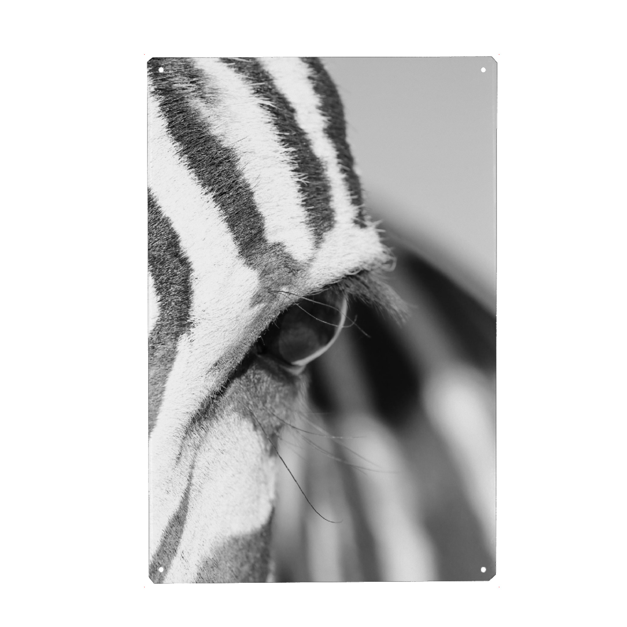 Metall Poster "Berg Zebra schaut Dich an" artboxONE - Tiere,Schwarzweiß,Reise / Afrika - Zebra,Auge,Afrika - Blechschild