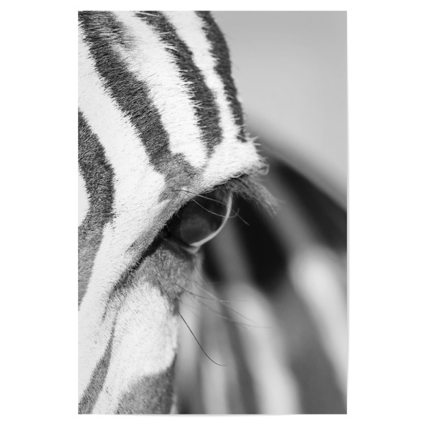Poster "Berg Zebra schaut Dich an" artboxONE - Tiere,Schwarzweiß,Reise / Afrika - Zebra,Auge,Afrika