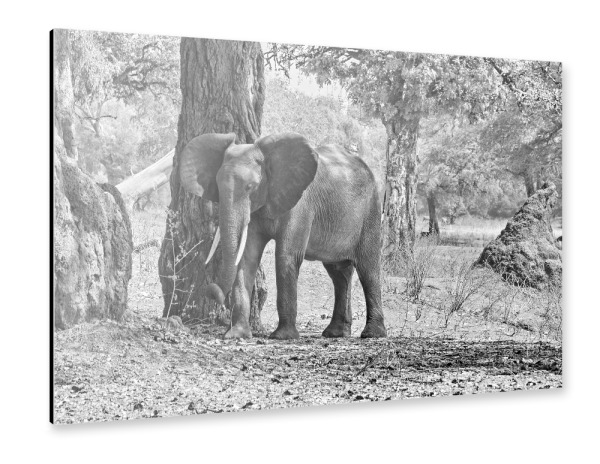 Alu-Dibond "Elefant am Baum" 30x20 cm artboxONE
