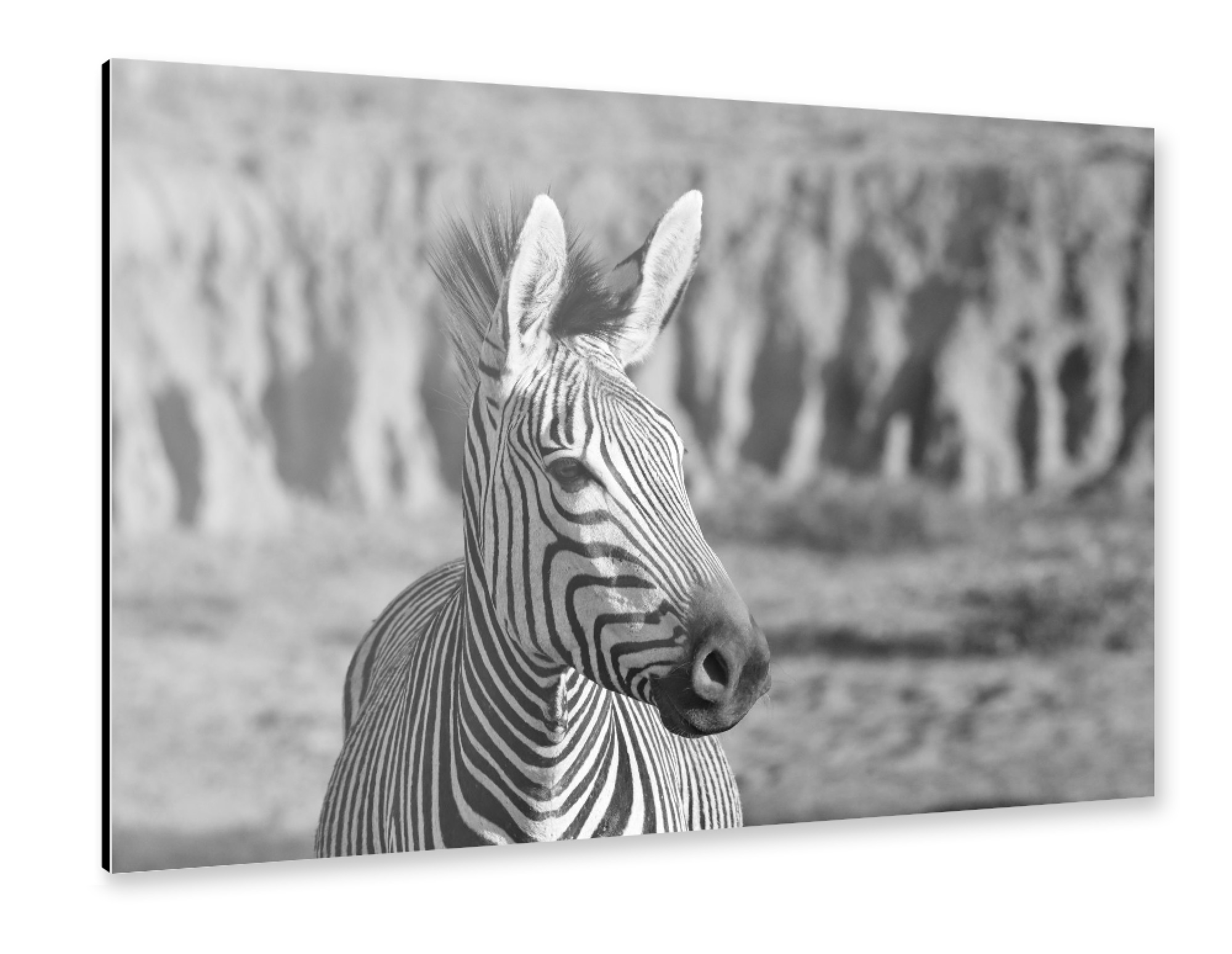 Alu-Dibond "Hartmanns Berg Zebra" 75x50 cm artboxONE