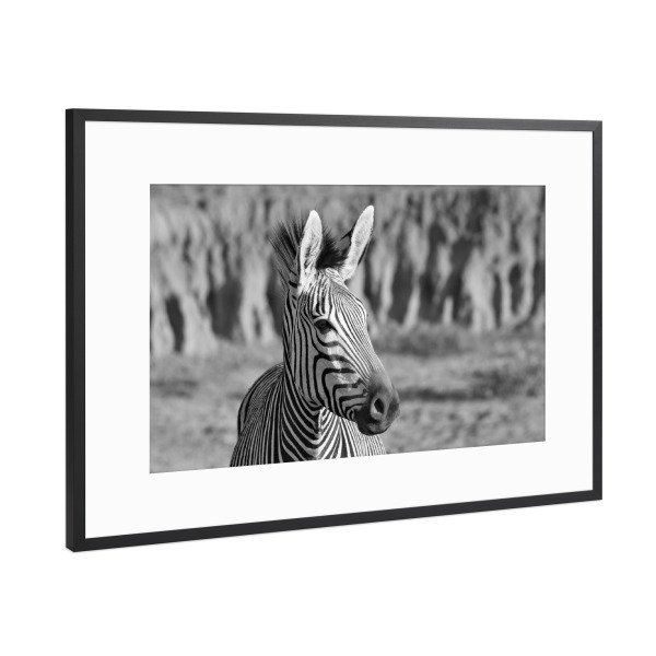 Poster mit Rahmen Schwarz (Metallic) "Hartmanns Berg Zebra" artboxONE - Tiere,Schwarzweiß,Reise / Afrika - Zebra,Afrika