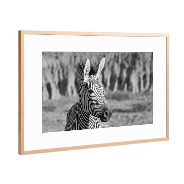Poster mit Rahmen Kupfer "Hartmanns Berg Zebra" artboxONE - Tiere,Schwarzweiß,Reise / Afrika - Zebra,Afrika