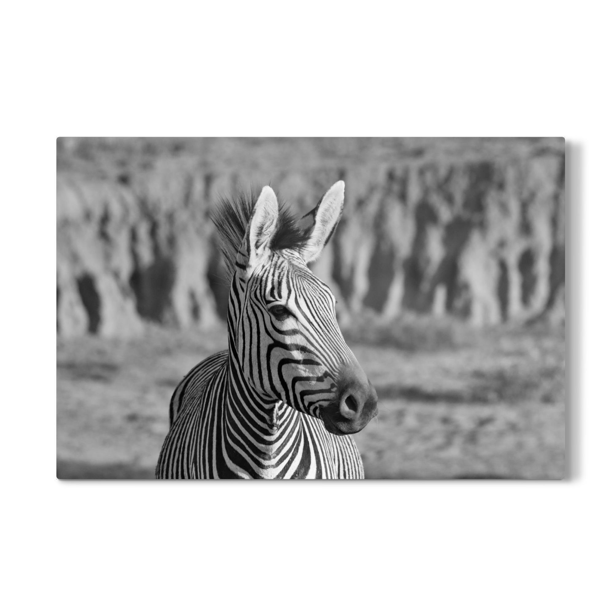 Galerie-Print "Hartmanns Berg Zebra" 30x20 cm artboxONE