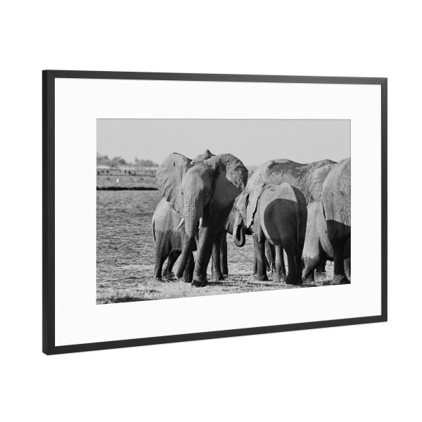 Poster mit Rahmen Schwarz (Metallic) "Elefanten am Fluss" artboxONE - Tiere,Schwarzweiß,Reise / Afrika - Elefant,Dickhäuter,Zimbabwe,Elfenbein,Rudel