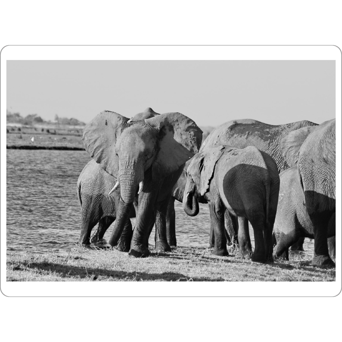 Tischset "Elefanten am Fluss" artboxONE - Tiere,Schwarzweiß,Reise / Afrika - Elefant,Dickhäuter,Zimbabwe,Elfenbein,Rudel - Bild elefant