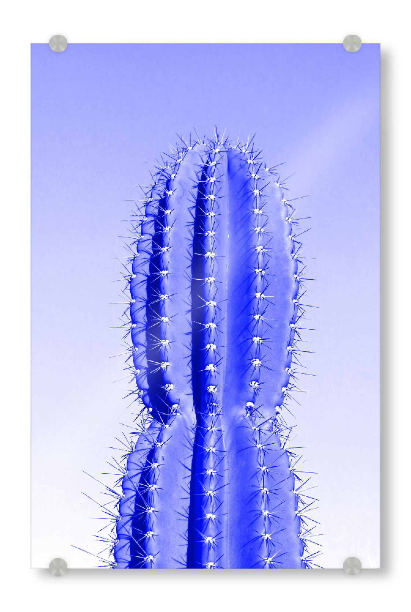 Acrylglasbild "Stacheliger Kaktus blau" artboxONE - Reise / Afrika - Kaktus