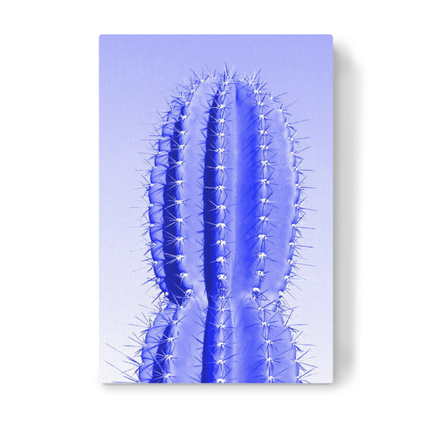 Leinwandbild "Stacheliger Kaktus blau" artboxONE - Reise / Afrika - Kaktus