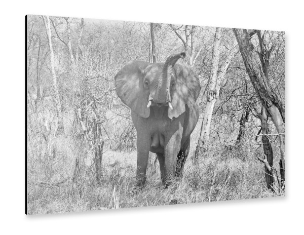 Alu-Dibond "Elefanten Dame in Zimbabwe" 30x20 cm artboxONE
