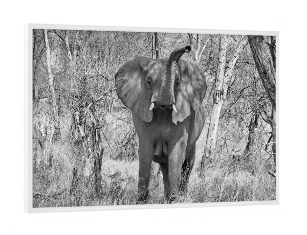 Poster mit weißem Rahmen "Elefanten Dame in Zimbabwe" artboxONE - Tiere,Schwarzweiß,Reise / Afrika - Elefant,Dame,Zimbabwe,Dickhäuter
