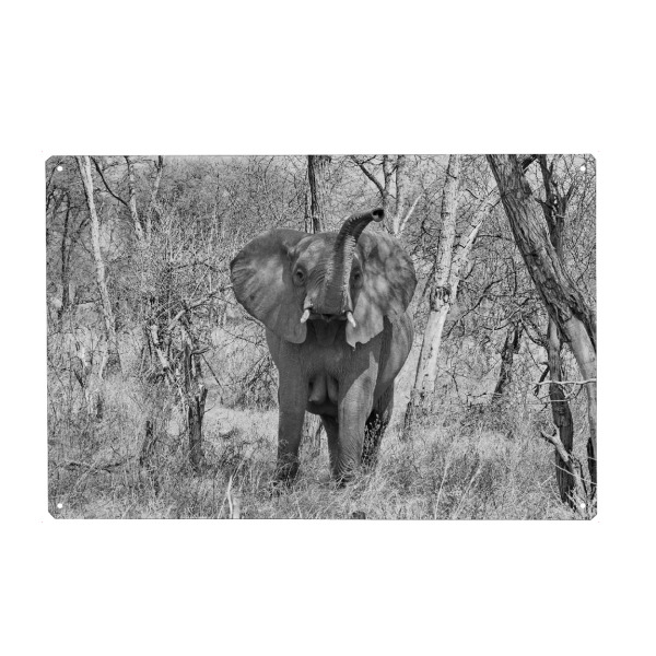 Metall Poster "Elefanten Dame in Zimbabwe" artboxONE - Tiere,Schwarzweiß,Reise / Afrika - Elefant,Dame,Zimbabwe,Dickhäuter - Blechschild