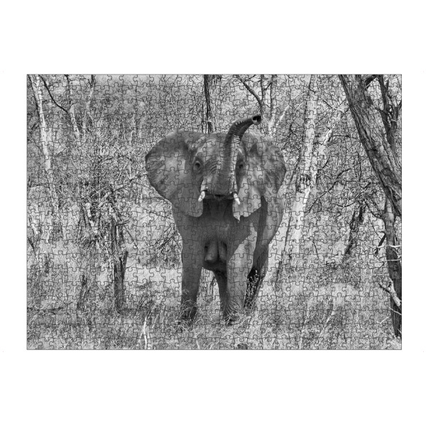 Puzzle Ravensburger "Elefanten Dame in Zimbabwe" artboxONE - Tiere,Schwarzweiß,Reise / Afrika - Elefant,Dame,Zimbabwe,Dickhäuter - Bild elefant