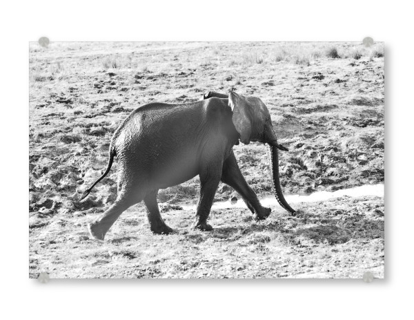 Acrylglasbild "Elefant schnell unterwegs" artboxONE - Tiere,Schwarzweiß,Reise / Afrika - Elefant,Zimbabwe,Elfenbein,Dickhäuter