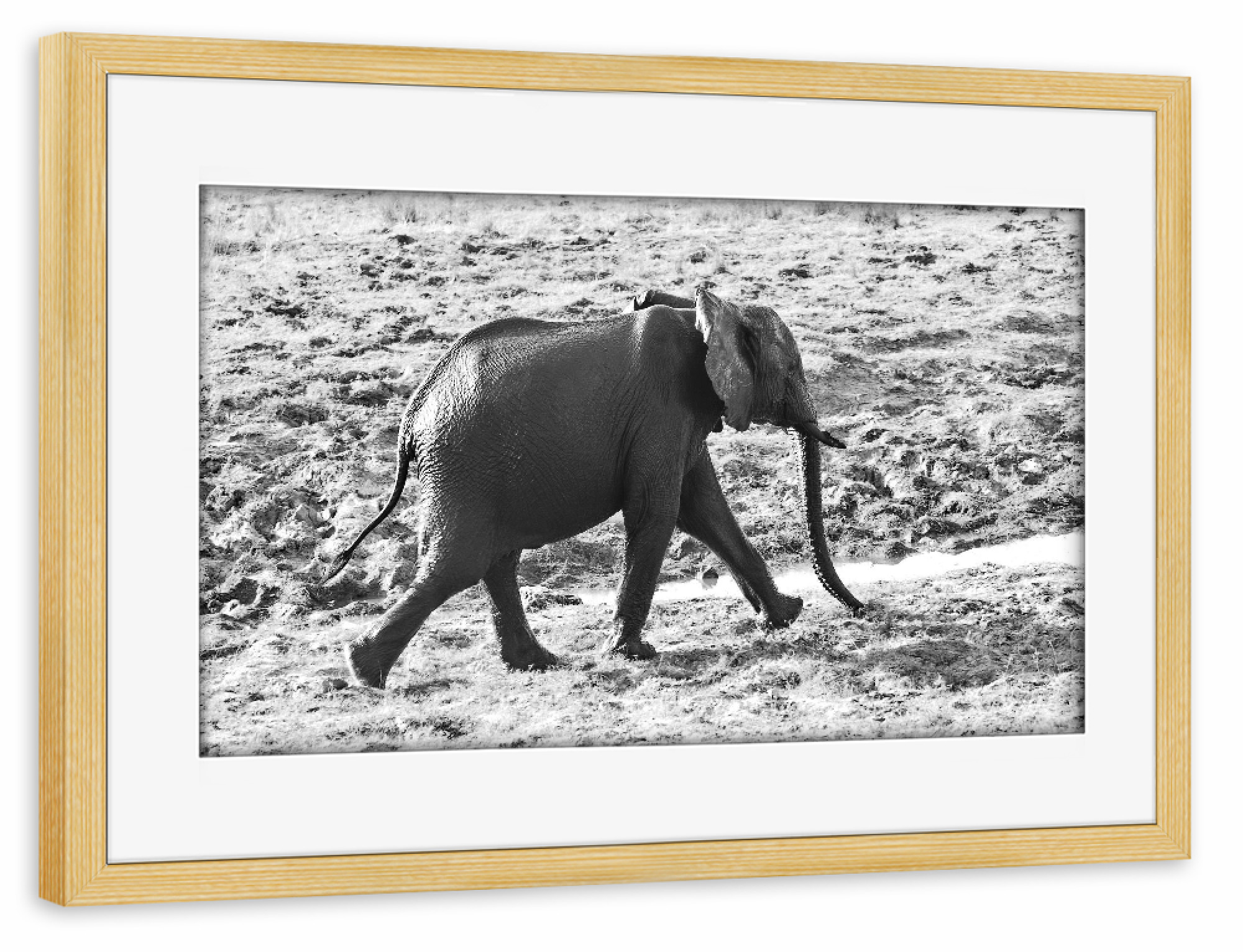 Poster mit Rahmen kiefer "Elefant schnell unterwegs" artboxONE - Tiere,Schwarzweiß,Reise / Afrika - Elefant,Zimbabwe,Elfenbein,Dickhäuter