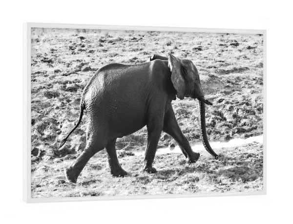 Poster mit weißem Rahmen "Elefant schnell unterwegs" artboxONE - Tiere,Schwarzweiß,Reise / Afrika - Elefant,Zimbabwe,Elfenbein,Dickhäuter