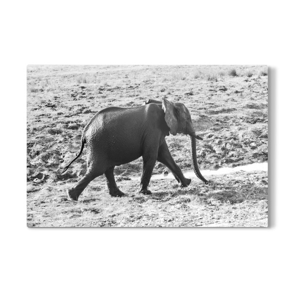 Galerie-Print "Elefant schnell unterwegs" 30x20 cm artboxONE