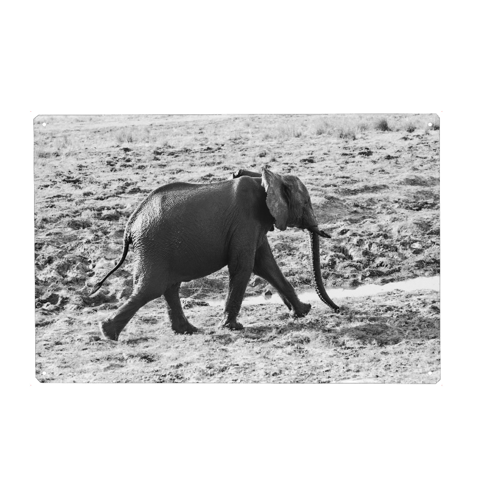Metall Poster "Elefant schnell unterwegs" artboxONE - Tiere,Schwarzweiß,Reise / Afrika - Elefant,Zimbabwe,Elfenbein,Dickhäuter - Blechschild