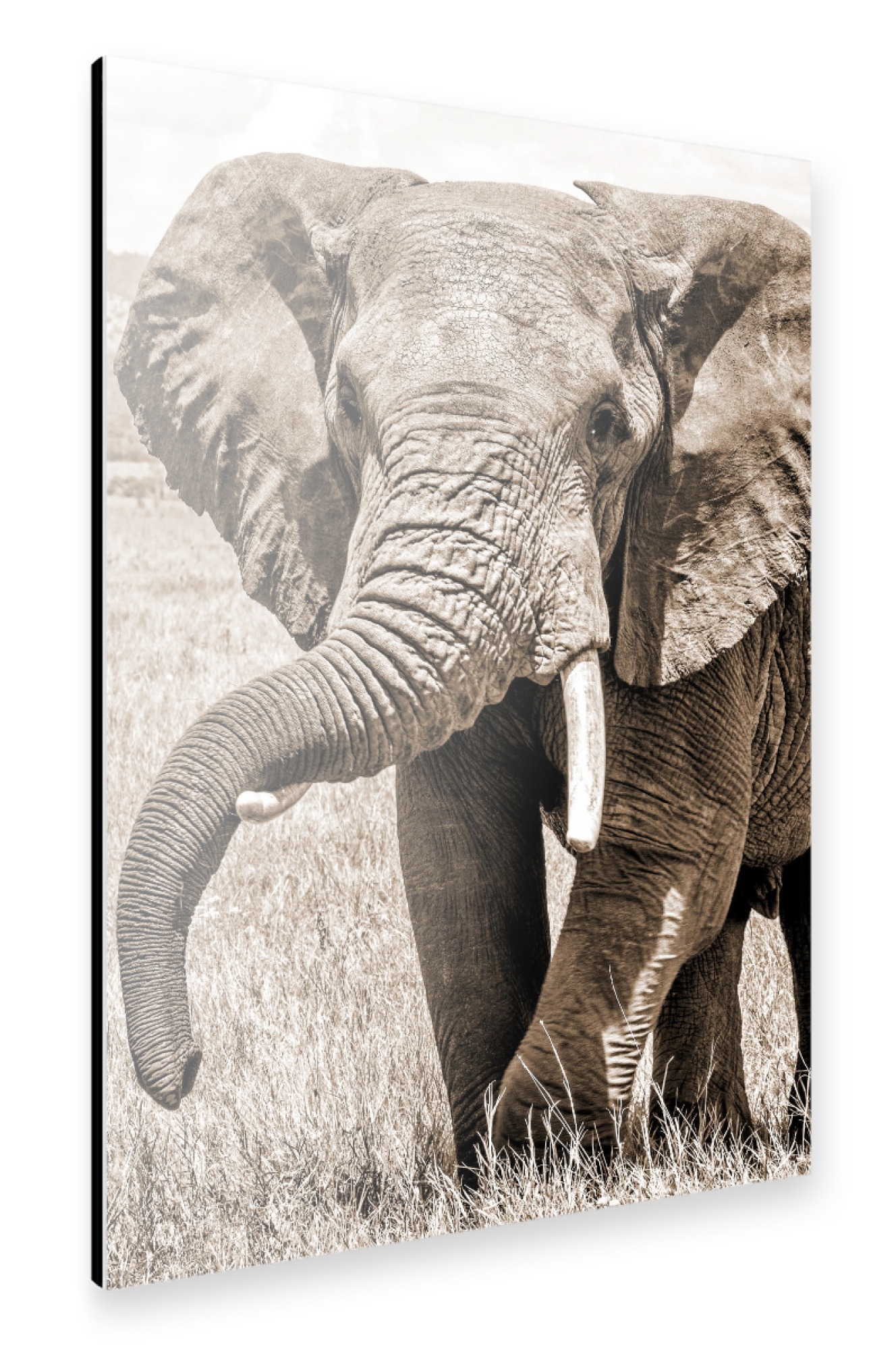 Alu-Dibond "Alter Elefant sepia" 30x20 cm artboxONE