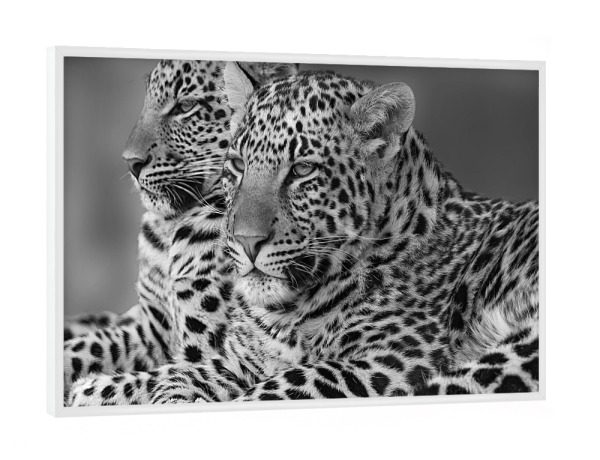 Poster mit weißem Rahmen "Zwei Leoparden digital-art" artboxONE - Tiere,Schwarzweiß,Reise / Afrika - Leopard,Afrika,Wild