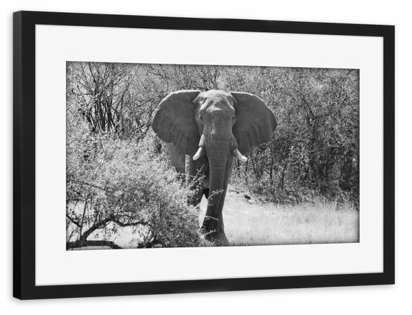 Poster mit Rahmen schwarz "Elefanten Bulle in Zimbabwe" artboxONE - Tiere,Schwarzweiß,Reise / Afrika - Elefant,Bulle,Dickhäuter,Zimbabwe