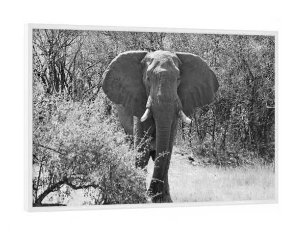 Poster mit weißem Rahmen "Elefanten Bulle in Zimbabwe" artboxONE - Tiere,Schwarzweiß,Reise / Afrika - Elefant,Bulle,Dickhäuter,Zimbabwe